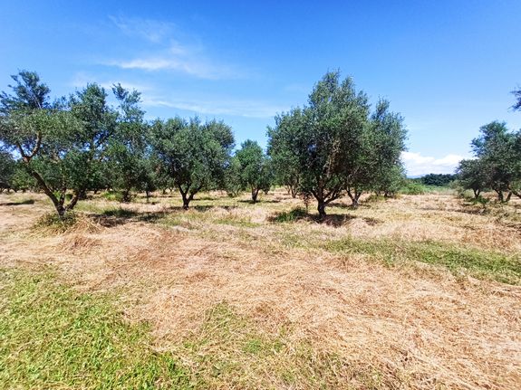 Αγροτεμάχια 37.819 τ.μ. για πώληση, Αχαΐα, Δυτικής Αχαΐας