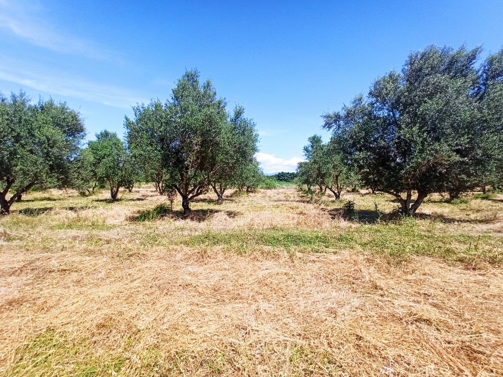 Αγροτεμάχια 37.819 τ.μ. προς πώληση, Αχαΐα, Δυτικής Αχαΐας