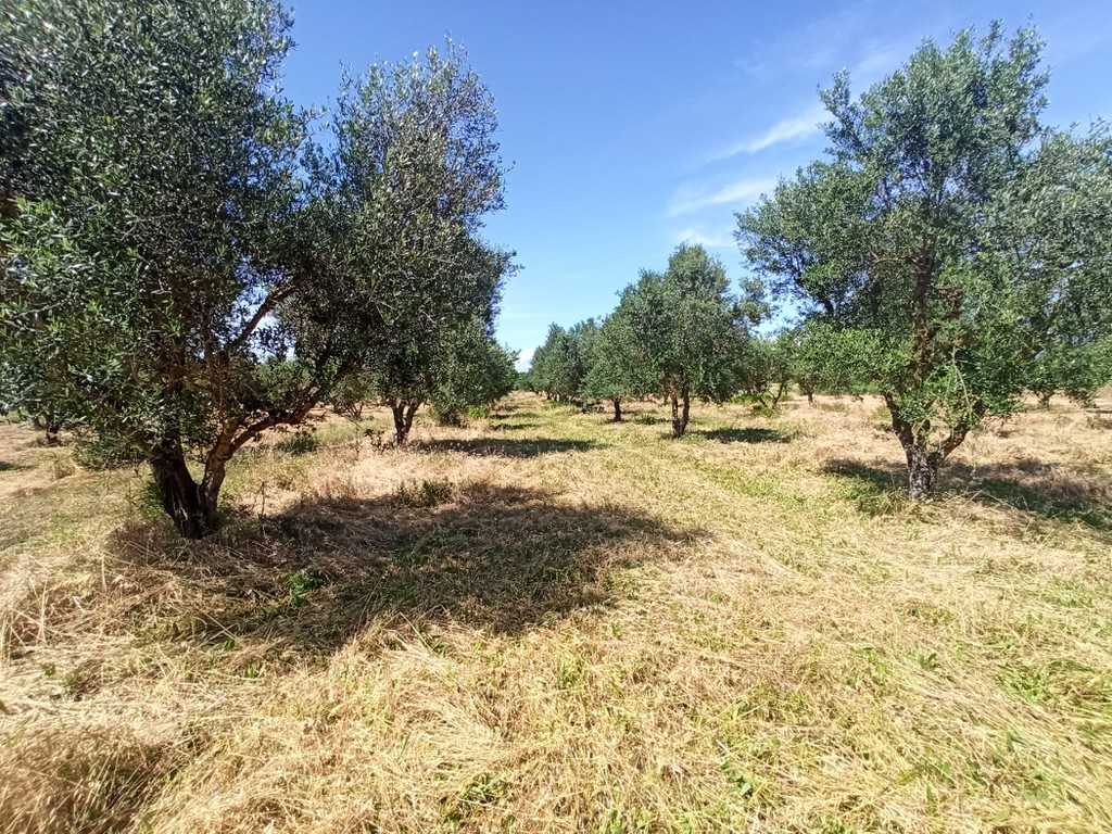 Αγροτεμάχια 37.819 τ.μ. προς πώληση, Αχαΐα, Δυτικής Αχαΐας