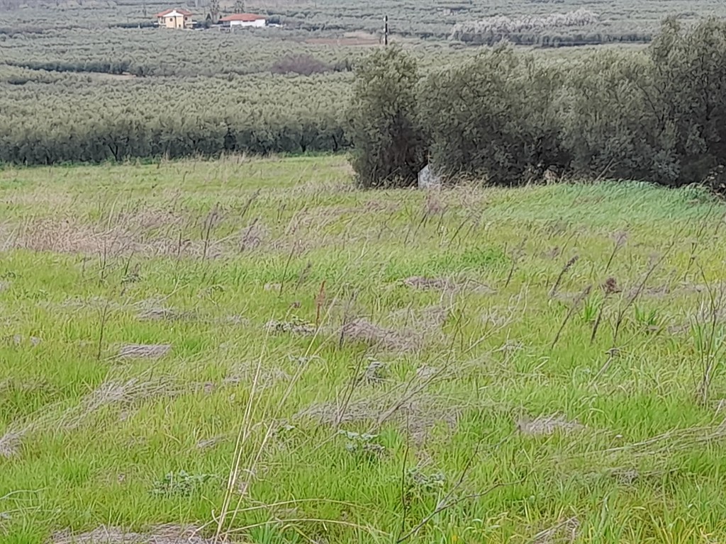 Οικόπεδο 2.006 τ.μ. προς πώληση, Ευαγγελισμός της Θεοτόκου