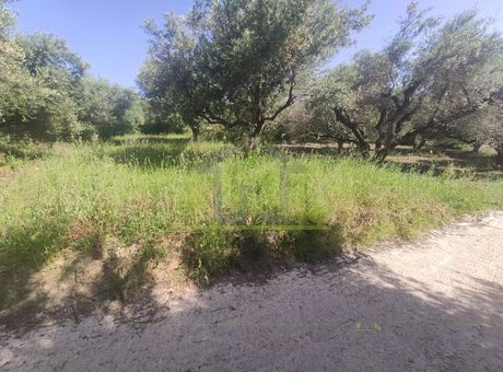 Αγροτεμάχια 2.500τ.μ. για πώληση-Βραχναίικα » Θεριανό