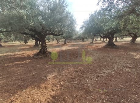 Αγροτεμάχια 15.500τ.μ. για πώληση-Φαρές » Ίσωμα
