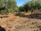 Αγροτεμάχια 6.000τ.μ. για πώληση-Παλλήνη » Πολύχρονο