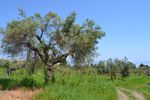 Αγροτεμάχια 6.069τ.μ. για πώληση-Κασσάνδρα » Κρυοπηγή