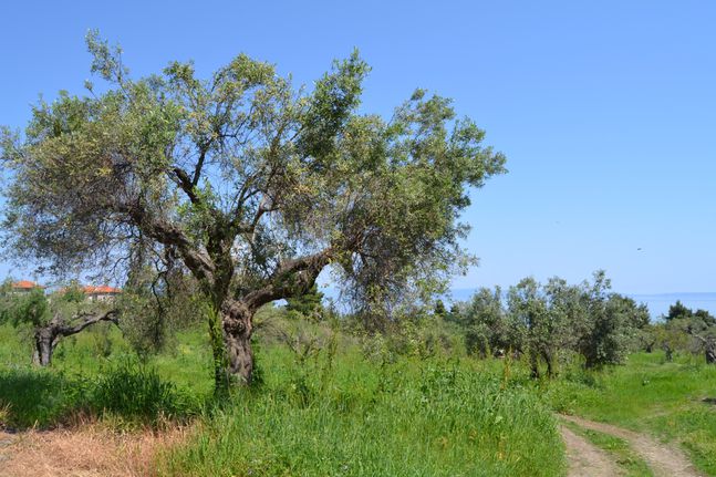 Αγροτεμάχια 6.069 τ.μ. για πώληση, Χαλκιδική, Κασσάνδρα