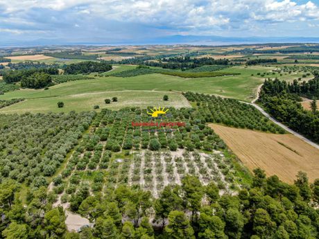 Parcel 5.000sqm for sale-Kassandra » Nea Fokaia