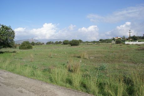 Αγροτεμάχια 8.000 τ.μ. πρός πώληση
