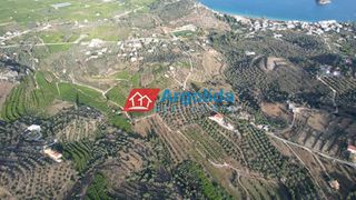 Αγροτεμάχια 4.000 τ.μ. προς πώληση, Τολό-thumb-18