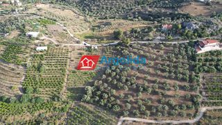 Αγροτεμάχια 4.000 τ.μ. προς πώληση, Τολό-thumb-8