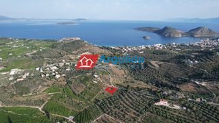 Αγροτεμάχια 4.000 τ.μ. προς πώληση, Τολό-thumb-13