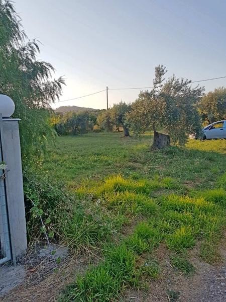Οικόπεδο 1.000 τ.μ. προς πώληση, Πεύκη Αρτεμισίου