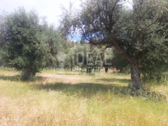 Parcel 2.994 sqm for sale, Achaia, Messatida