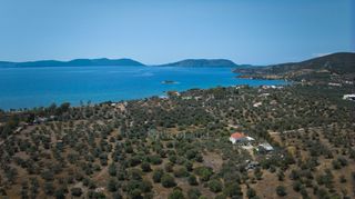 Αγροτεμάχια 4.025 τ.μ. για πώληση, Αργολίδα, Ερμιόνη-thumb-16