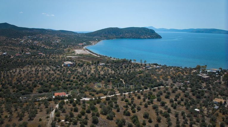 Αγροτεμάχια 4.025 τ.μ. για πώληση, Αργολίδα, Ερμιόνη