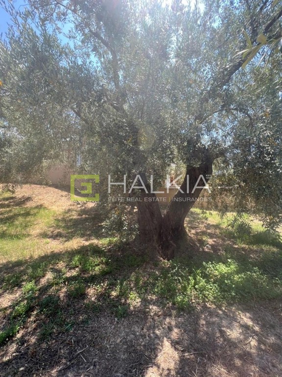 Οικόπεδο 517 τ.μ. πρός πώληση, Μαγνησία, Αγριά