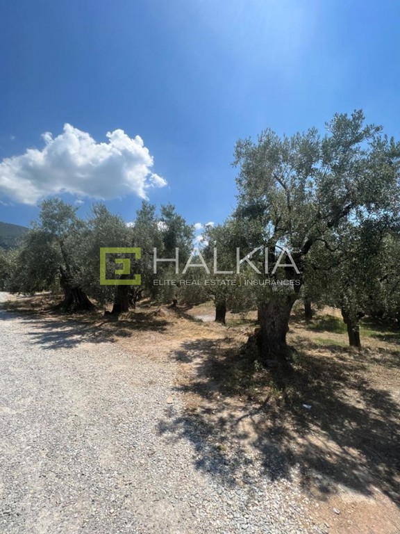 Οικόπεδο 517 τ.μ. πρός πώληση, Μαγνησία, Αγριά