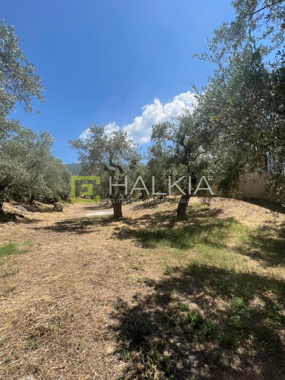Οικόπεδο 517 τ.μ. πρός πώληση, Μαγνησία, Αγριά