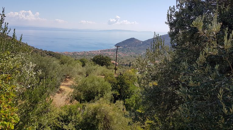 Αγροτεμάχια 1.275 τ.μ. για πώληση, Αρκαδία, Απόλλωνας