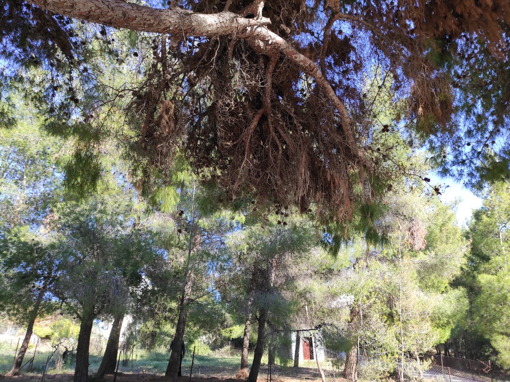 Οικόπεδο 516 τ.μ. πρός πώληση, Αττική - Υπόλοιπο, Πικέρμι