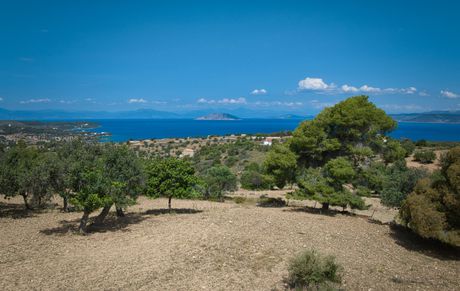 Αγροτεμάχια 6.336 τ.μ. για πώληση