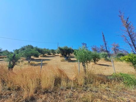 Parcel 4.000sqm for sale-Limni » Mirtias
