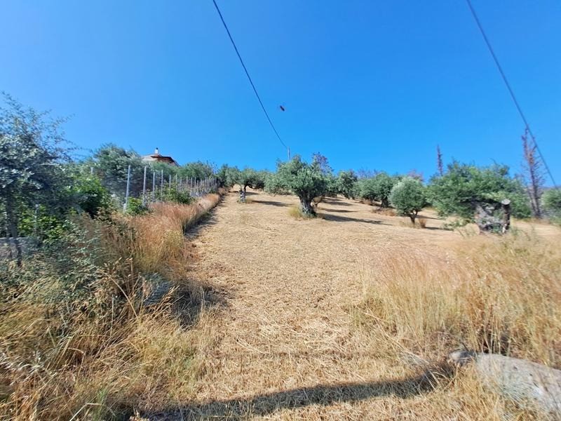 Αγροτεμάχια 4.000 τ.μ. προς πώληση, Σηπιάδα Λίμνης
