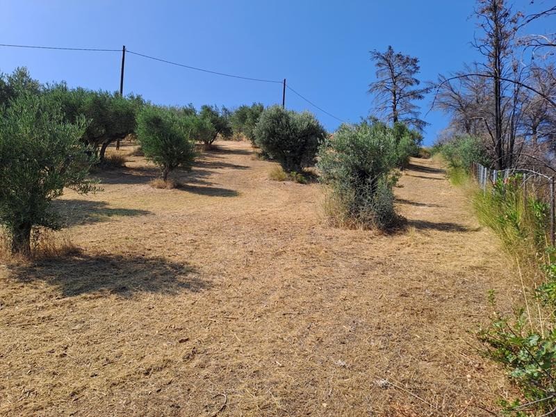 Αγροτεμάχια 4.000 τ.μ. προς πώληση, Σηπιάδα Λίμνης