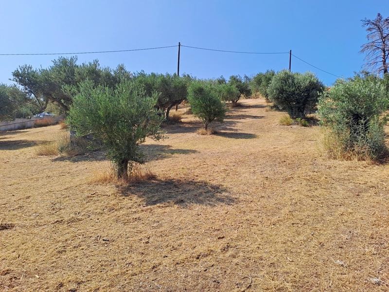 Αγροτεμάχια 4.000 τ.μ. προς πώληση, Σηπιάδα Λίμνης