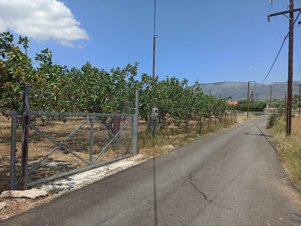 Αγροτεμάχια 6.000 τ.μ. πρός πώληση, Αττική - Υπόλοιπο, Μέγαρα