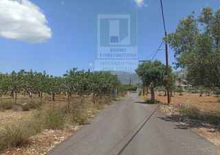 Αγροτεμάχια 6.000 τ.μ. για πώληση
