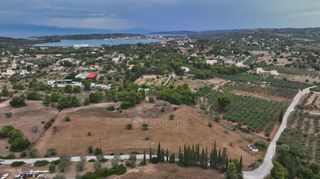 Αγροτεμάχια 13.000 τ.μ. για πώληση