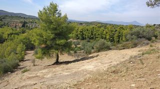 Οικόπεδο 4.672 τ.μ. προς πώληση, Μαρκόπουλο Ωρωπού-thumb-6