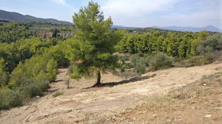 Οικόπεδο 4.672 τ.μ. προς πώληση, Μαρκόπουλο Ωρωπού-thumb-7