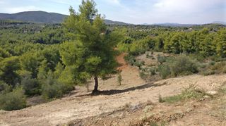 Οικόπεδο 4.672 τ.μ. προς πώληση, Μαρκόπουλο Ωρωπού-thumb-10