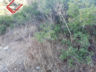 Land plot 630 sqm for sale