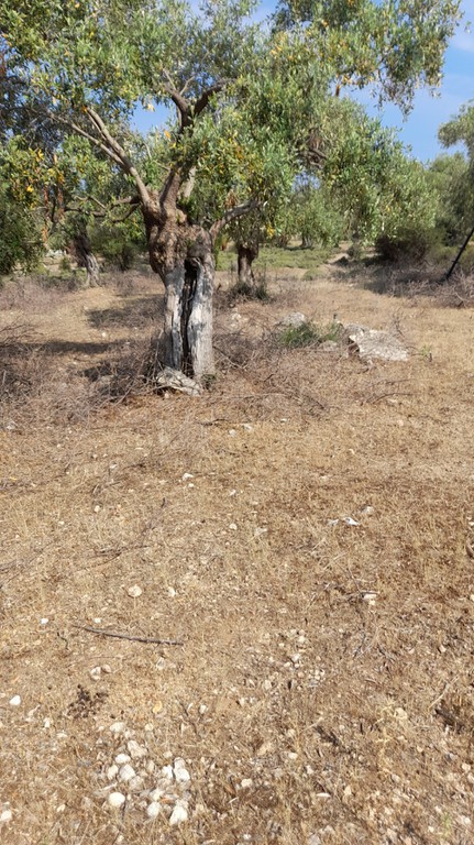 Αγροτεμάχια 1.700 τ.μ. προς πώληση, Σκάλα Καλλιράχης