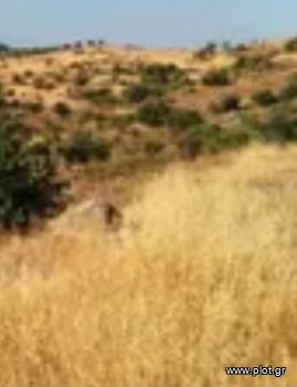 Οικόπεδο 60.000τ.μ. για πώληση-Κύθνος » Άγιος δημήτριος