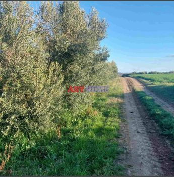 Αγροτεμάχια 8.600 τ.μ. για πώληση
