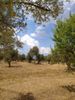 Οικόπεδο 8.000τ.μ. για πώληση-Αμάρυνθος » Κουκάκι