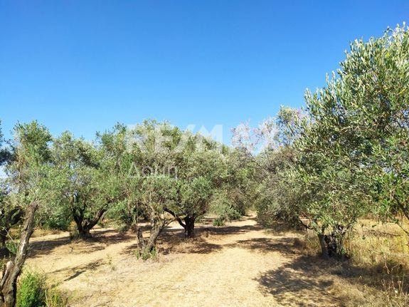 Αγροτεμάχια 3.350 τ.μ. για πώληση, Μαγνησία, Νέα Αγχίαλος