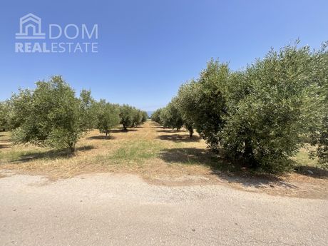 Αγροτεμάχια 14.400τ.μ. για πώληση-Καμένα βούρλα » Καινούργιο