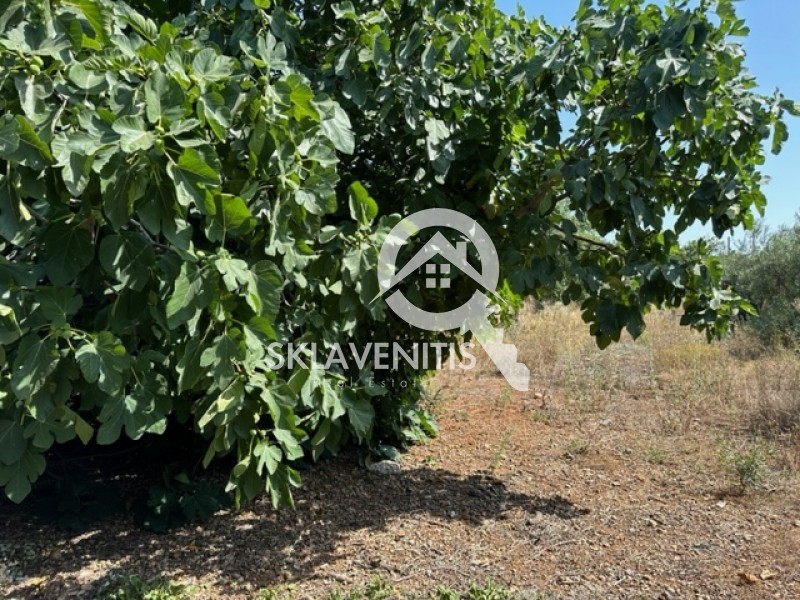 Οικόπεδο 1.242 τ.μ. πρός πώληση, Αθήνα - Ανατολικά Προάστια, Αρτέμιδα (λούτσα)