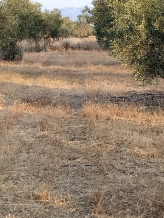 Αγροτεμάχια 2.500 τ.μ. προς πώληση, Φάρος Αυλίδας