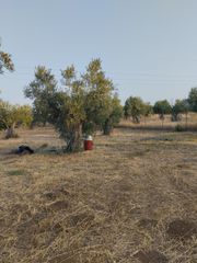 Αγροτεμάχια 2.500 τ.μ. για πώληση, Εύβοια, Αυλίδα-thumb-7