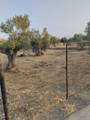Αγροτεμάχια 2.500 τ.μ. για πώληση, Εύβοια, Αυλίδα-thumb-8
