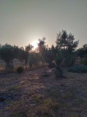 Αγροτεμάχια 2.500 τ.μ. για πώληση, Εύβοια, Αυλίδα-thumb-11