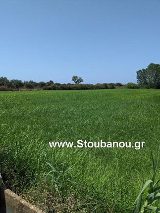 Αγροτεμάχια 6.827 τ.μ. για πώληση, Ν. Ηλείας, Αμαλιάδα