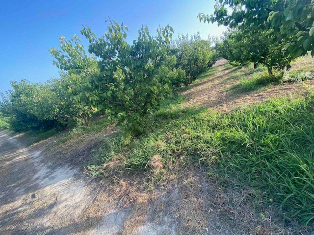 Οικόπεδο 19.200 τ.μ. πρός πώληση, Κορινθία, Βέλο