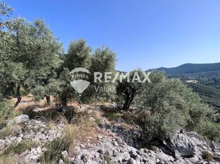 Αγροτεμάχια 9.600 τ.μ. για πώληση, Ν. Λευκάδας, Λευκάδα-thumb-12