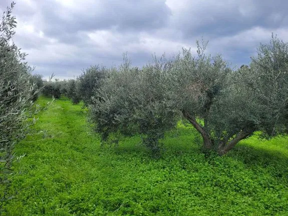 Οικόπεδο 10.986 τ.μ. για πώληση, Ν. Ρεθύμνου, Ρέθυμνο